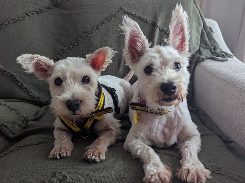 Hamish | Terrier (West Highland White) | Cardiff - 6