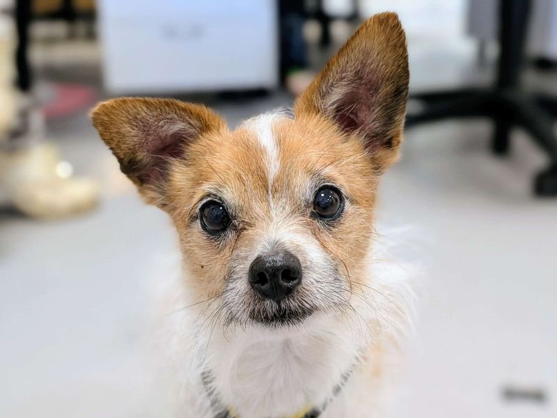 Max - Image 9 of 9