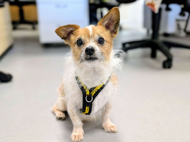 Chihuahua Dogs And Puppies For Adoption