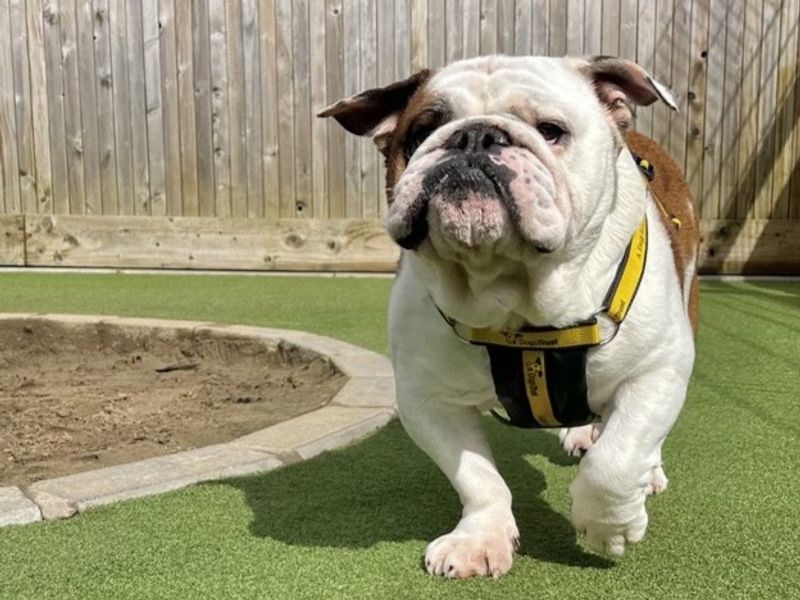 English Bulldog Dogs And Puppies For Adoption