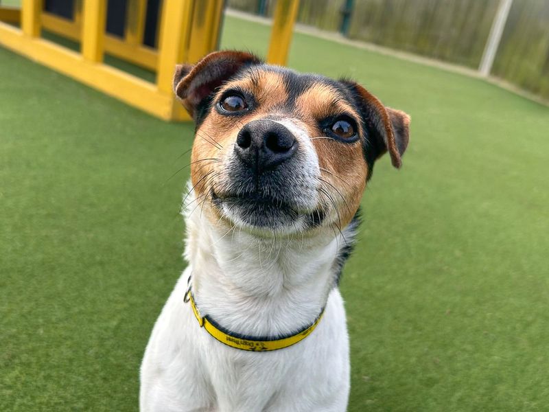 Tilly | Terrier (Jack Russell) | Basildon (Essex) - 1