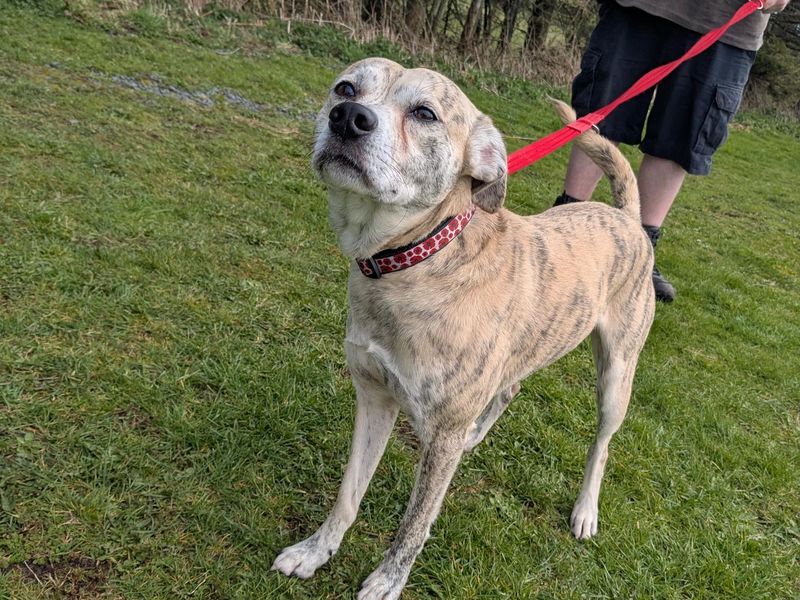 Max | Terrier (Staffordshire Bull) Cross | Basildon (Essex) - 1