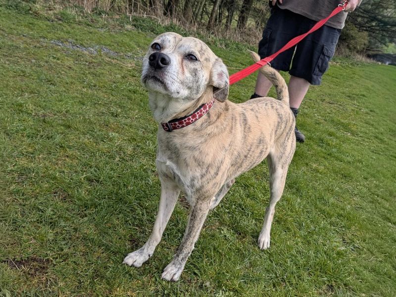 undefined | Terrier (Staffordshire Bull) Cross | undefined - 3