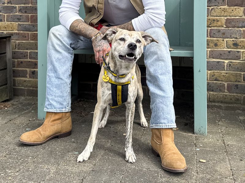 undefined | Terrier (Staffordshire Bull) Cross | undefined - 4