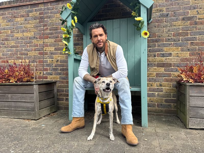 undefined | Terrier (Staffordshire Bull) Cross | undefined - 2