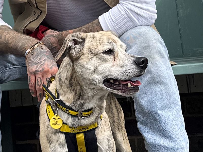 undefined | Terrier (Staffordshire Bull) Cross | undefined - 1