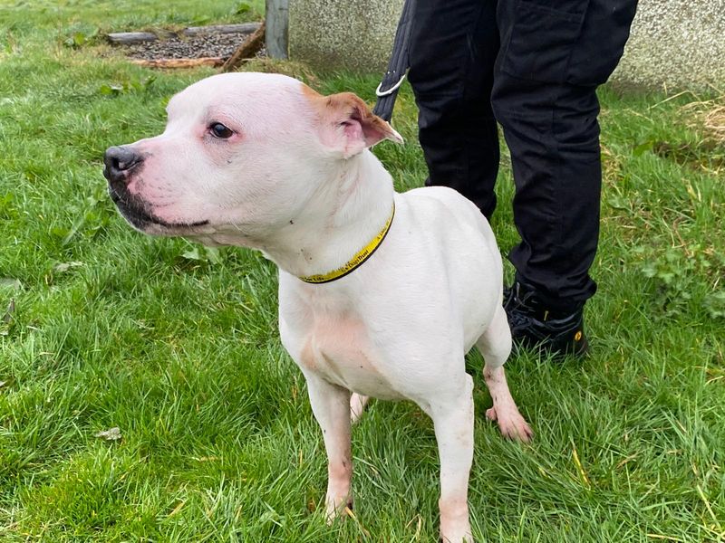 Daisy - Image 2 of 2