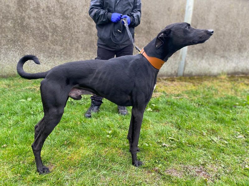 Walker | Lurcher | Cumbria - 1