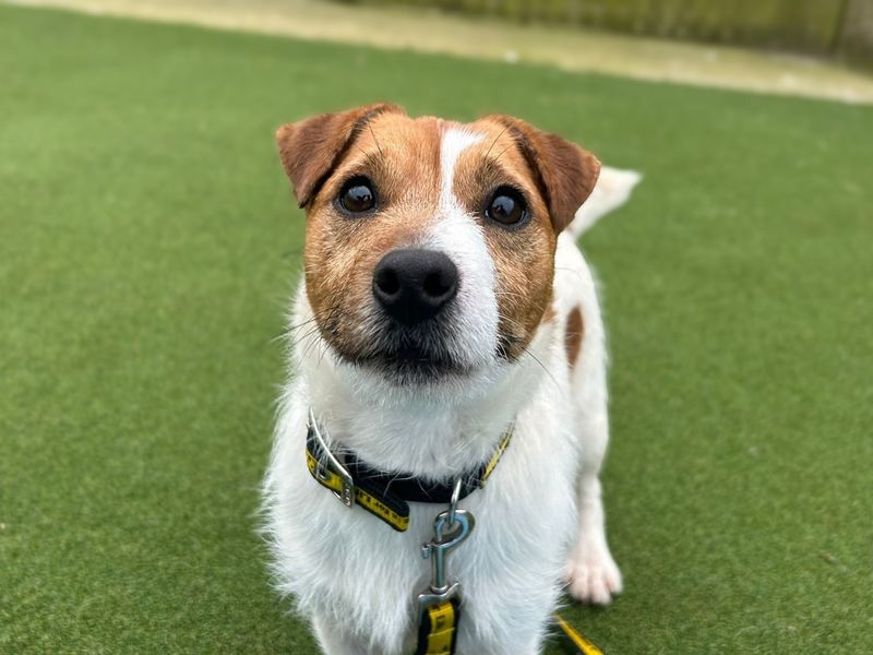 Jack Rasor Dogs Jack Russell Dogs Trust