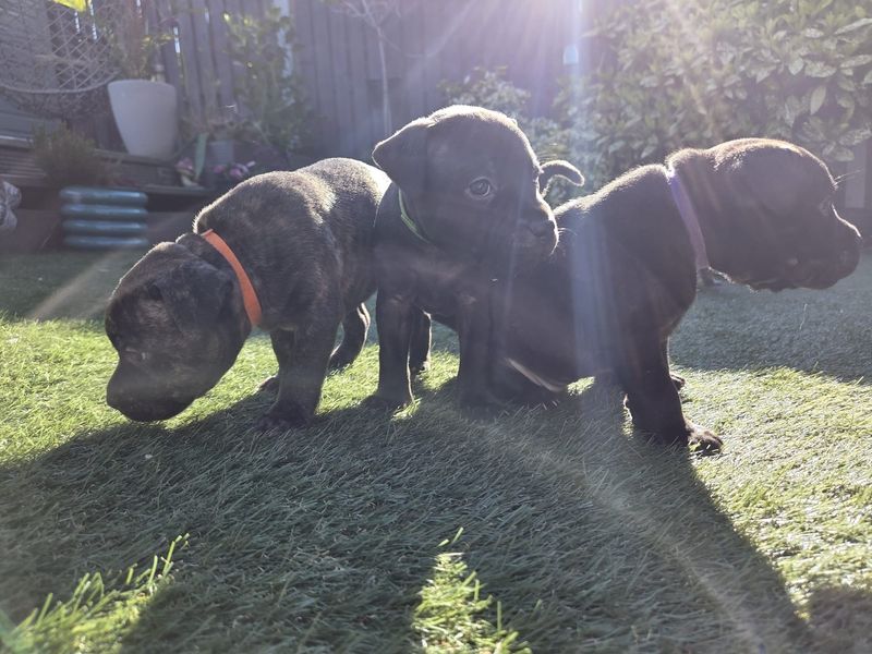 Staffordshire Bull Terrier Dogs And Puppies For Adoption