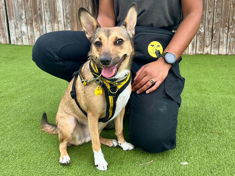 Vera | Terrier (Jack Russell) | Harefield West London - 4