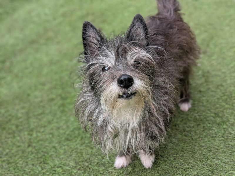 Betsie | Terrier (Cairn) Cross | West Calder (Edinburgh) - 1