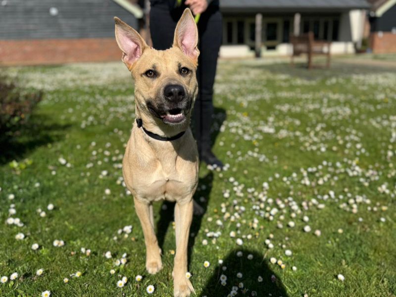 Staffordshire Bull Terrier Dogs And Puppies For Adoption