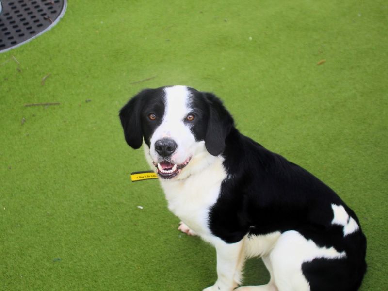 Reggie - Image 6 of 8