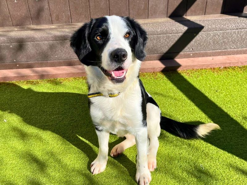 Reggie - Image 2 of 8