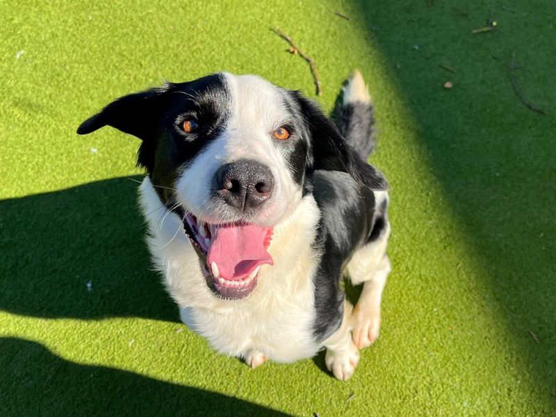 Reggie - Image 4 of 8