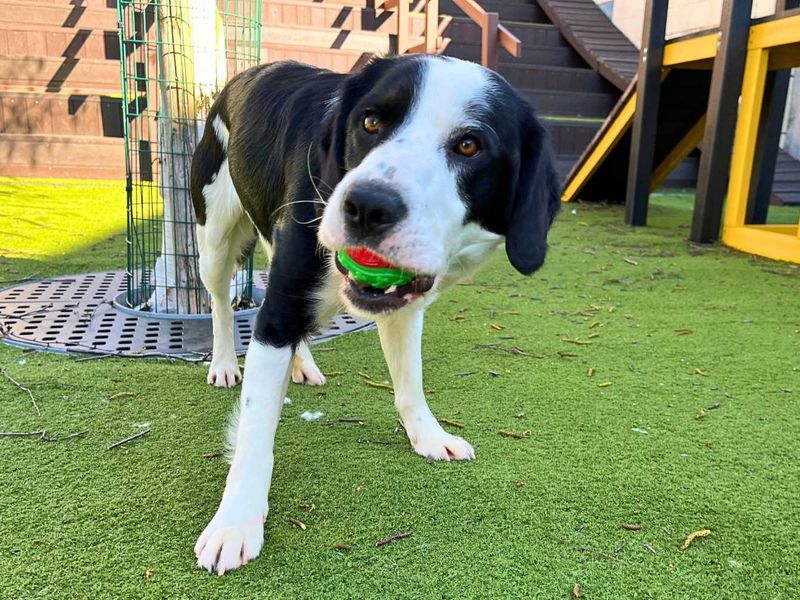 Reggie - Image 8 of 8