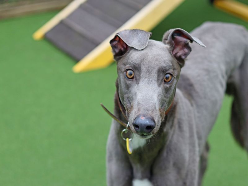 Greyhound Dogs And Puppies For Adoption