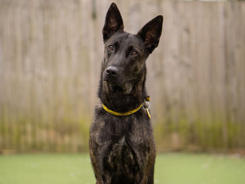 Nova | Dutch Shepherd | Kenilworth (West Midlands) - 1