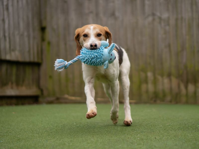 Norman | Harrier | Kenilworth (West Midlands) - 1