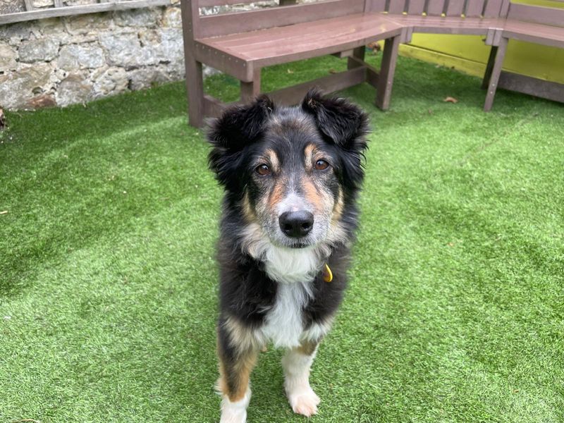 Border Collie Dogs And Puppies For Adoption
