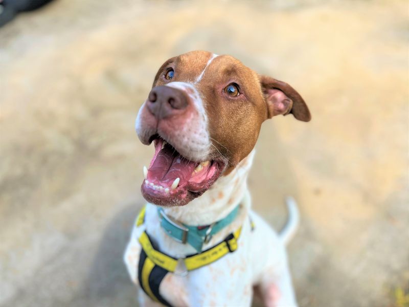 Dinky | Crossbreed | Bridgend (Wales) - 1