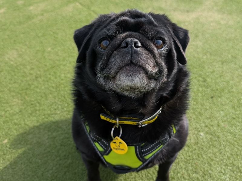 Pug Dogs And Puppies For Adoption