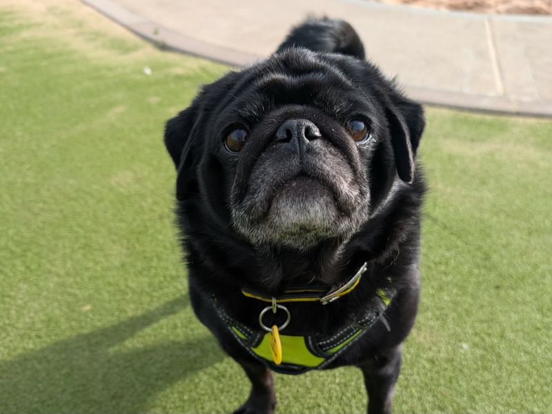 undefined | Pug | undefined - 3