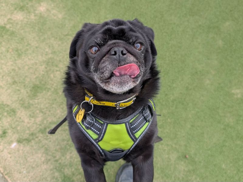 undefined | Pug | undefined - 2