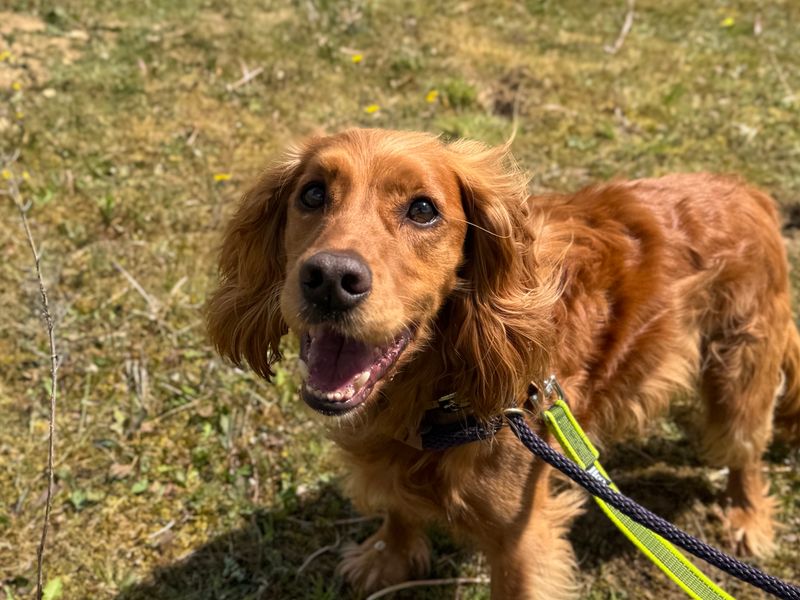 undefined | Spaniel (Cocker) | undefined - 2