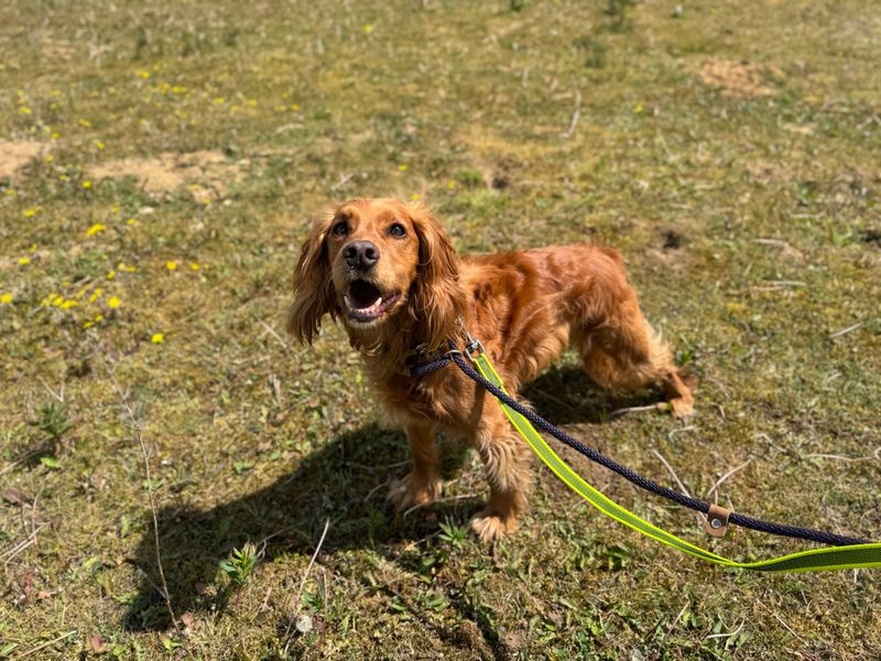 undefined | Spaniel (Cocker) | undefined - 1