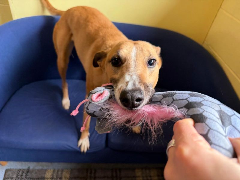 Lelli Longlegs | Lurcher | West Calder (Edinburgh) - 1