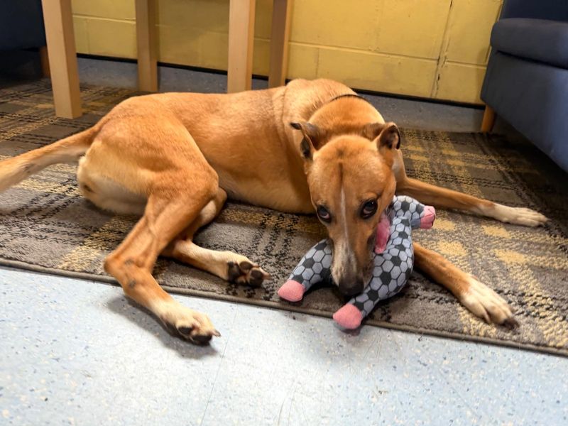 undefined | Lurcher | undefined - 9