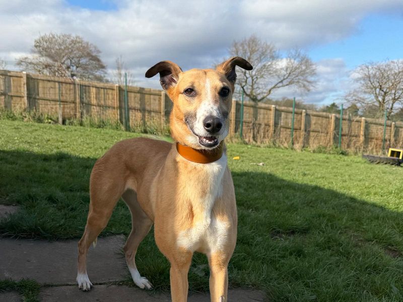 undefined | Lurcher | undefined - 10