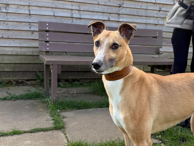 undefined | Lurcher | undefined - 7