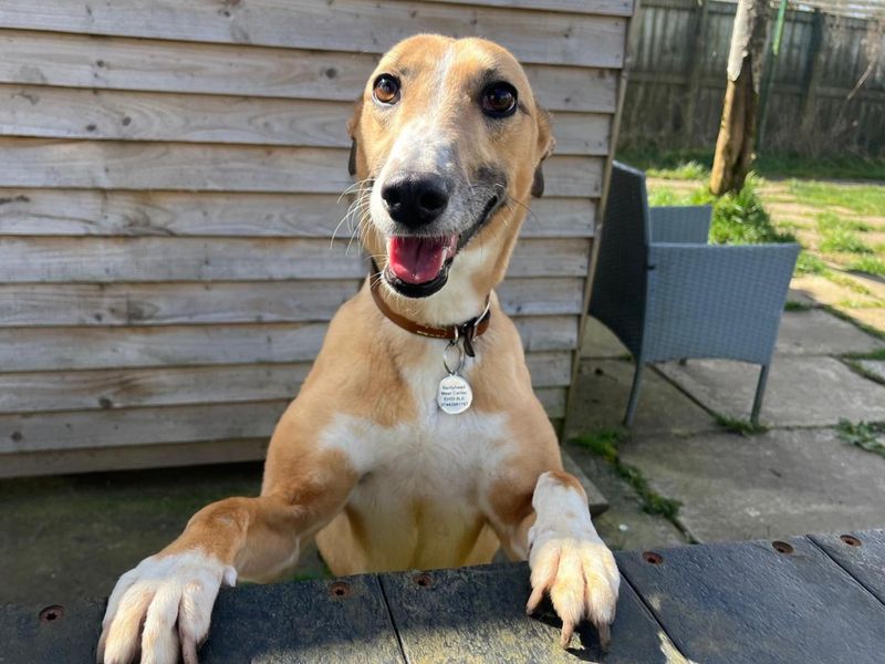 Lelli Longlegs | Lurcher | West Calder (Edinburgh) - 1