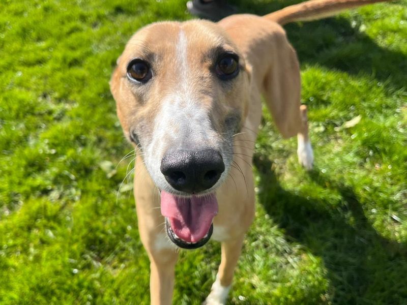 undefined | Lurcher | undefined - 11