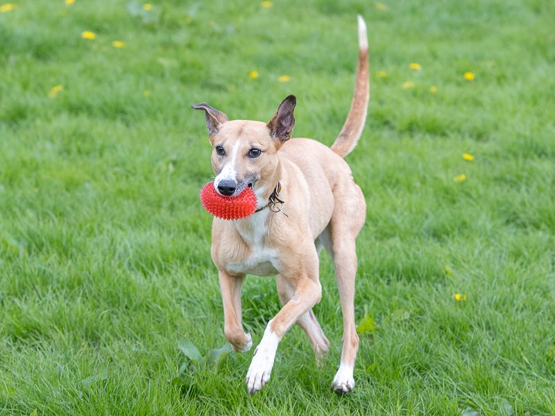 undefined | Lurcher | undefined - 6