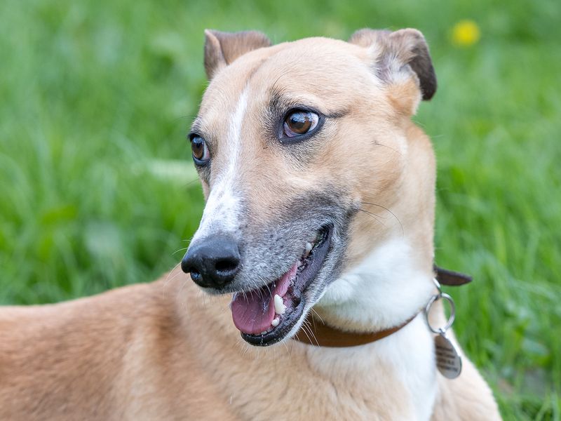 undefined | Lurcher | undefined - 4