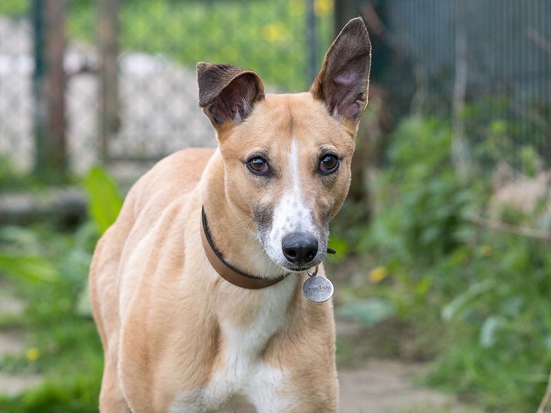 undefined | Lurcher | undefined - 2