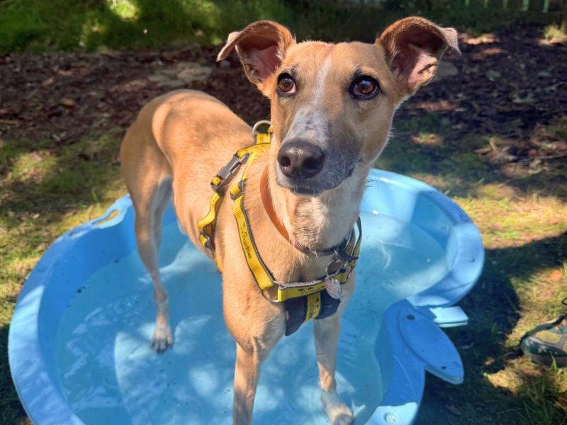 Lelli Longlegs | Lurcher | West Calder (Edinburgh) - 1