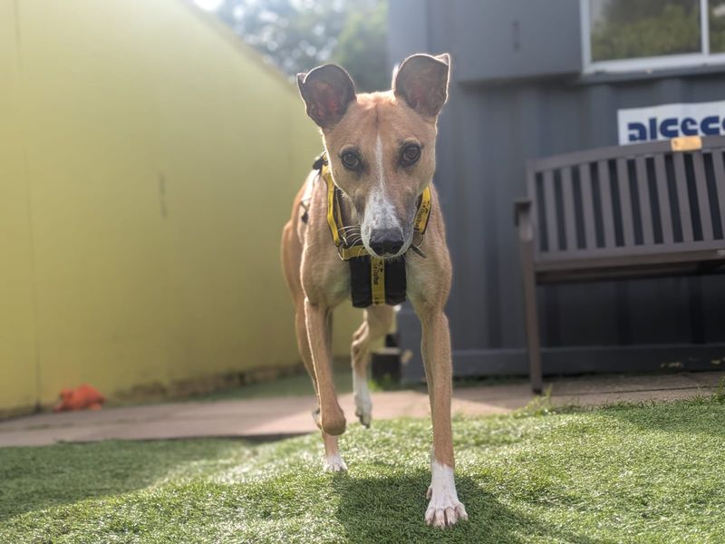Lelli Longlegs | Lurcher | West Calder (Edinburgh) - 5