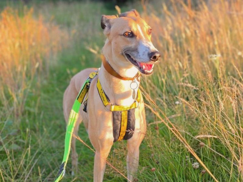 Lelli Longlegs | Lurcher | West Calder (Edinburgh) - 1