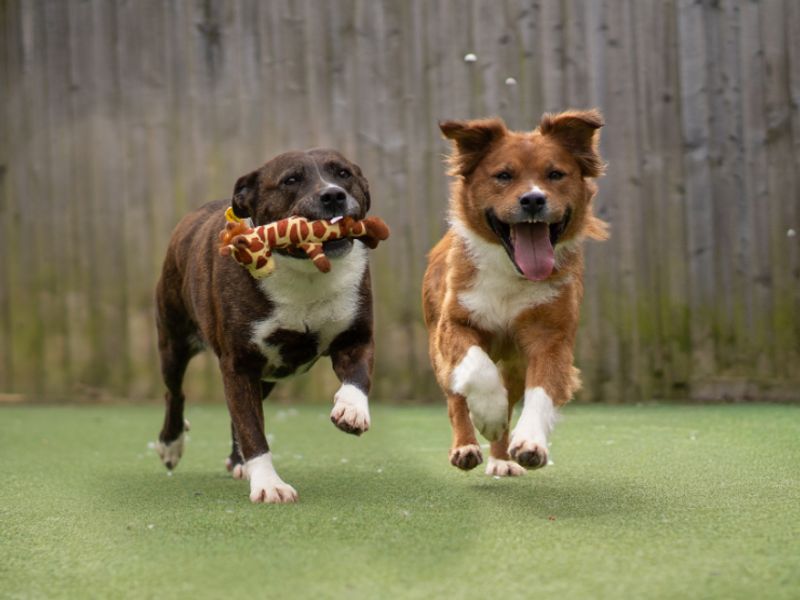 Nancy | Collie (Border) Cross | Kenilworth (West Midlands) - 1