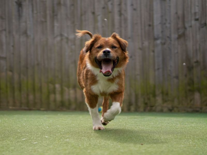 Nancy | Collie (Border) Cross | Kenilworth (West Midlands) - 1