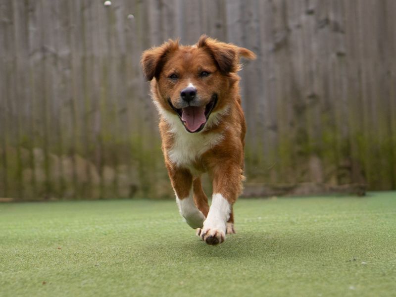 Nancy | Collie (Border) Cross | Kenilworth (West Midlands) - 2