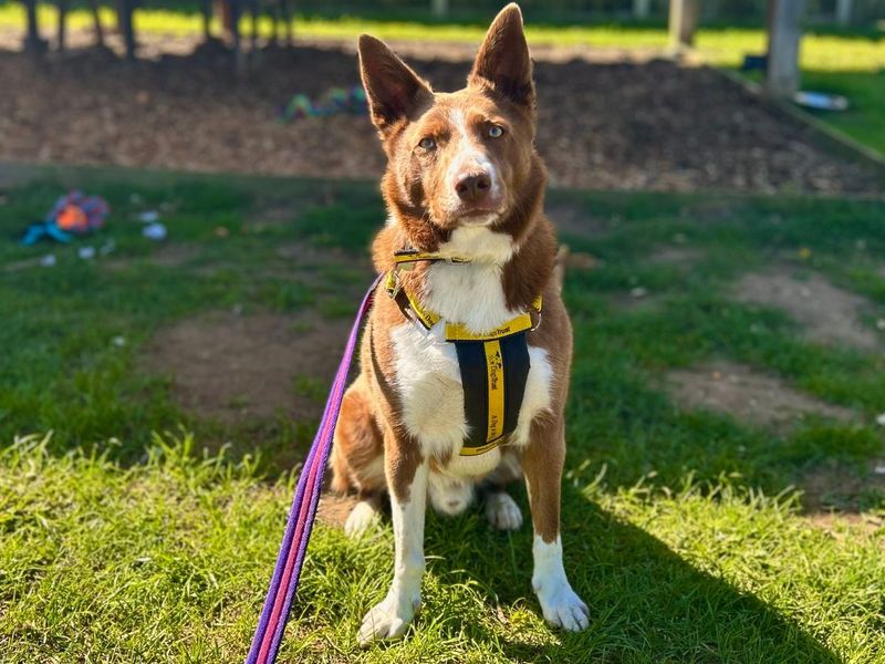undefined | Collie (Border) | undefined - 5