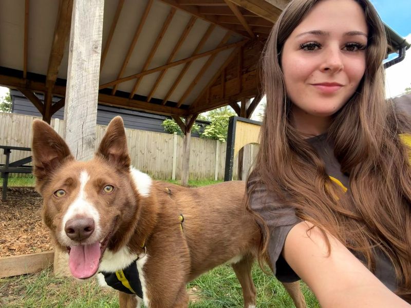 undefined | Collie (Border) | undefined - 6