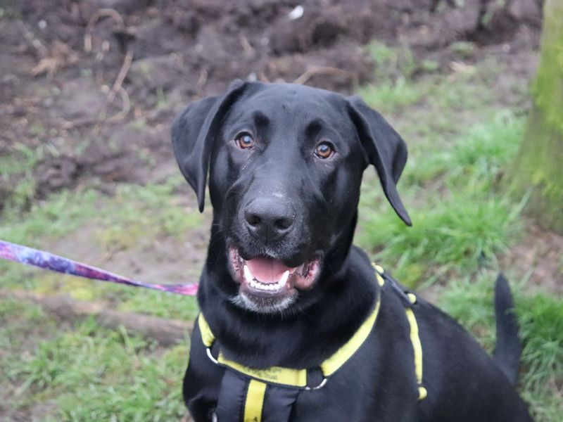 Nico | Retriever (Labrador) Cross | Glasgow - 5
