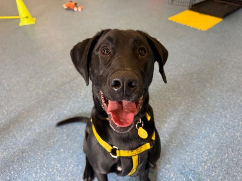 Nico | Retriever (Labrador) Cross | Glasgow - 7